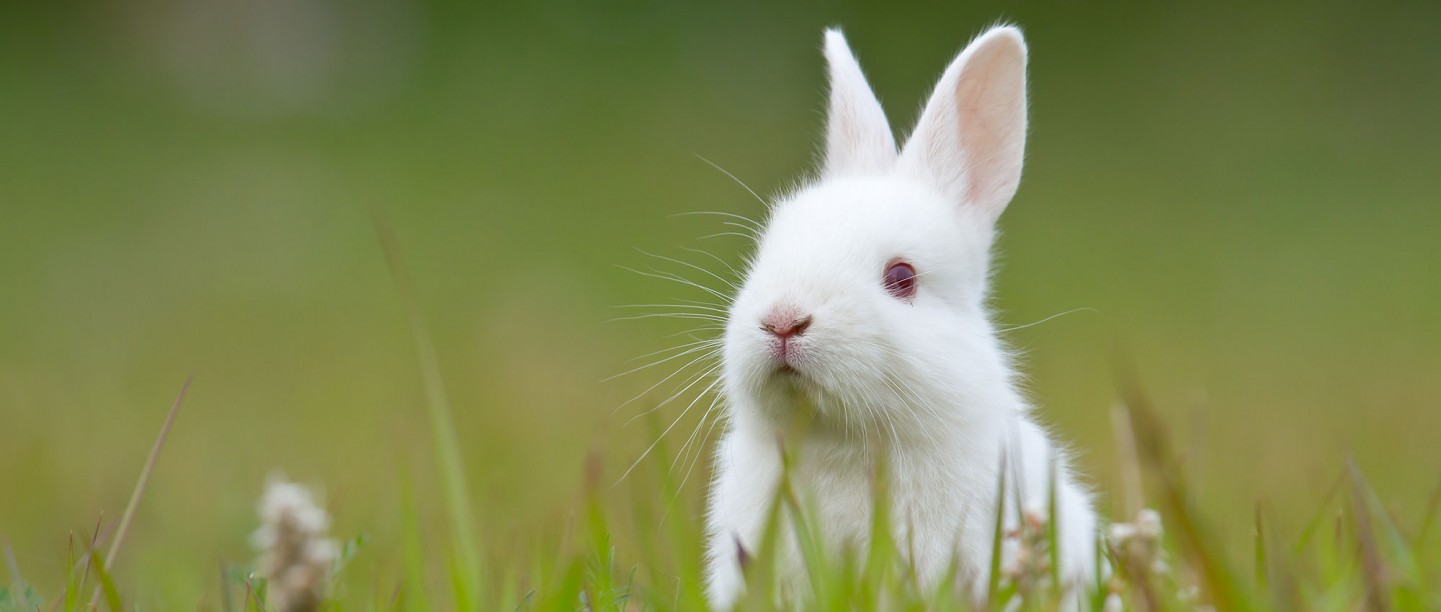 Unilever Brand TRESemmé Goes Cruelty-Free, Puts an End to Animal Testing  Worldwide