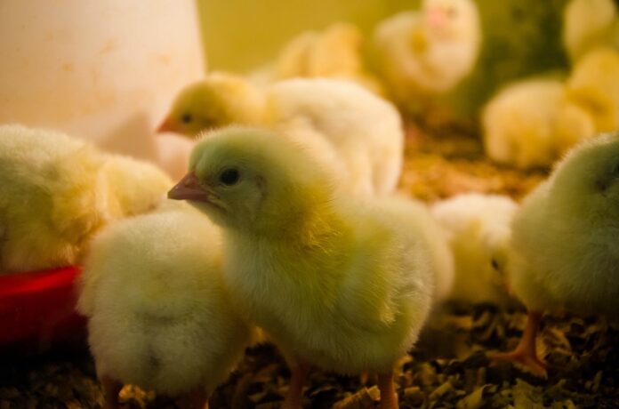 france chick culling ban