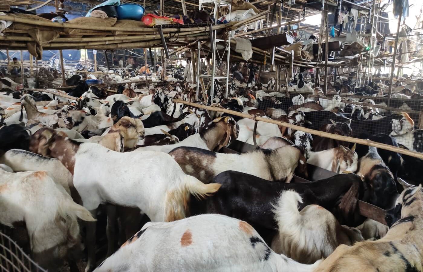 Animal Welfare Board Issues Advisory to Stop Cruelty to Animals Ahead of  Eid al-Adha